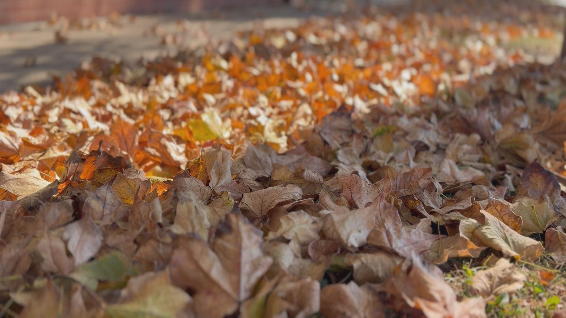 2 Quad Cities communities begin fall leaf collection programs