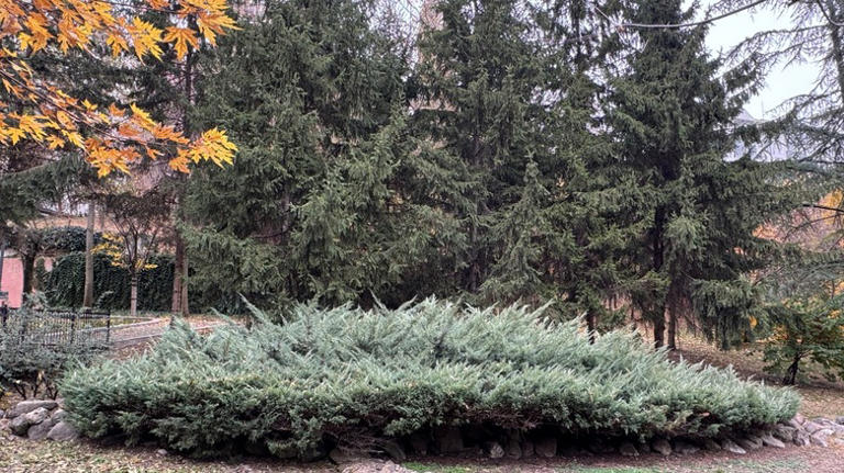 The Invasive Cedar Tree Variety You Don't Want To See In Your Yard