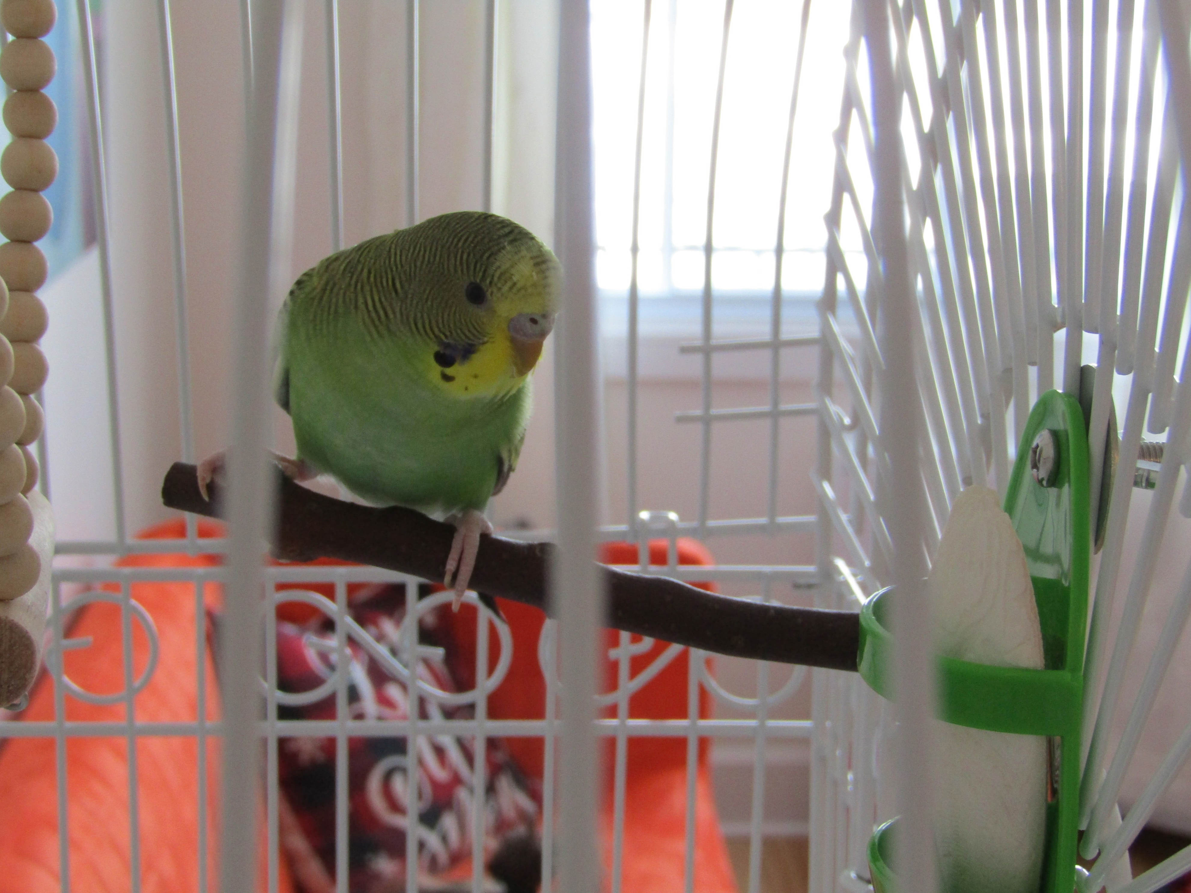Beautiful view of Parrot Hoarding Cage Removal