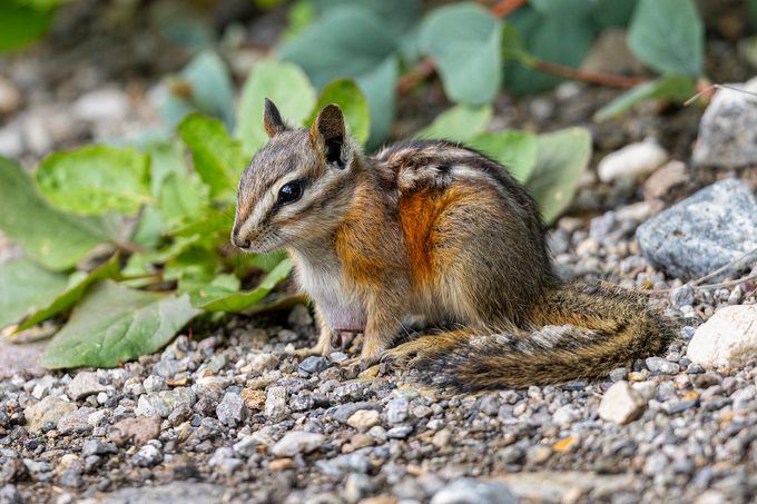 Close View Of A Least Chipmunk, Seen In The Wild In Montana