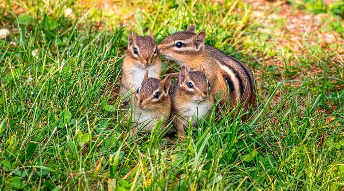 Young,eastern,chipmunks,,tamias,striatus,,family,of,four,,in,green