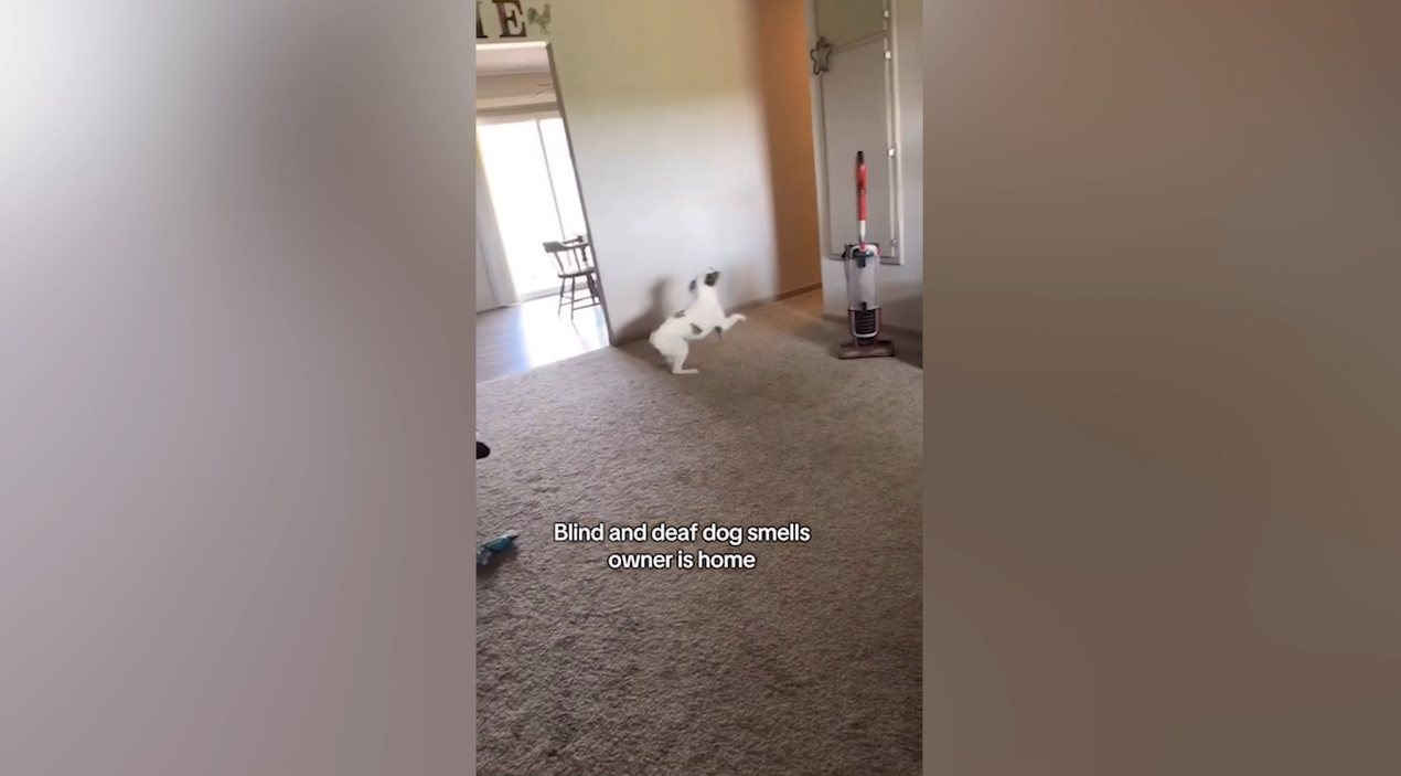 Blind And Deaf Dog Smells His Owner’s Return — His Reaction Melts Hearts