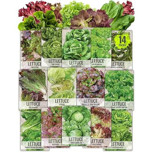 5 of the Best Cut-and-Come-Again Lettuce Varieties – All Recommended By ...
