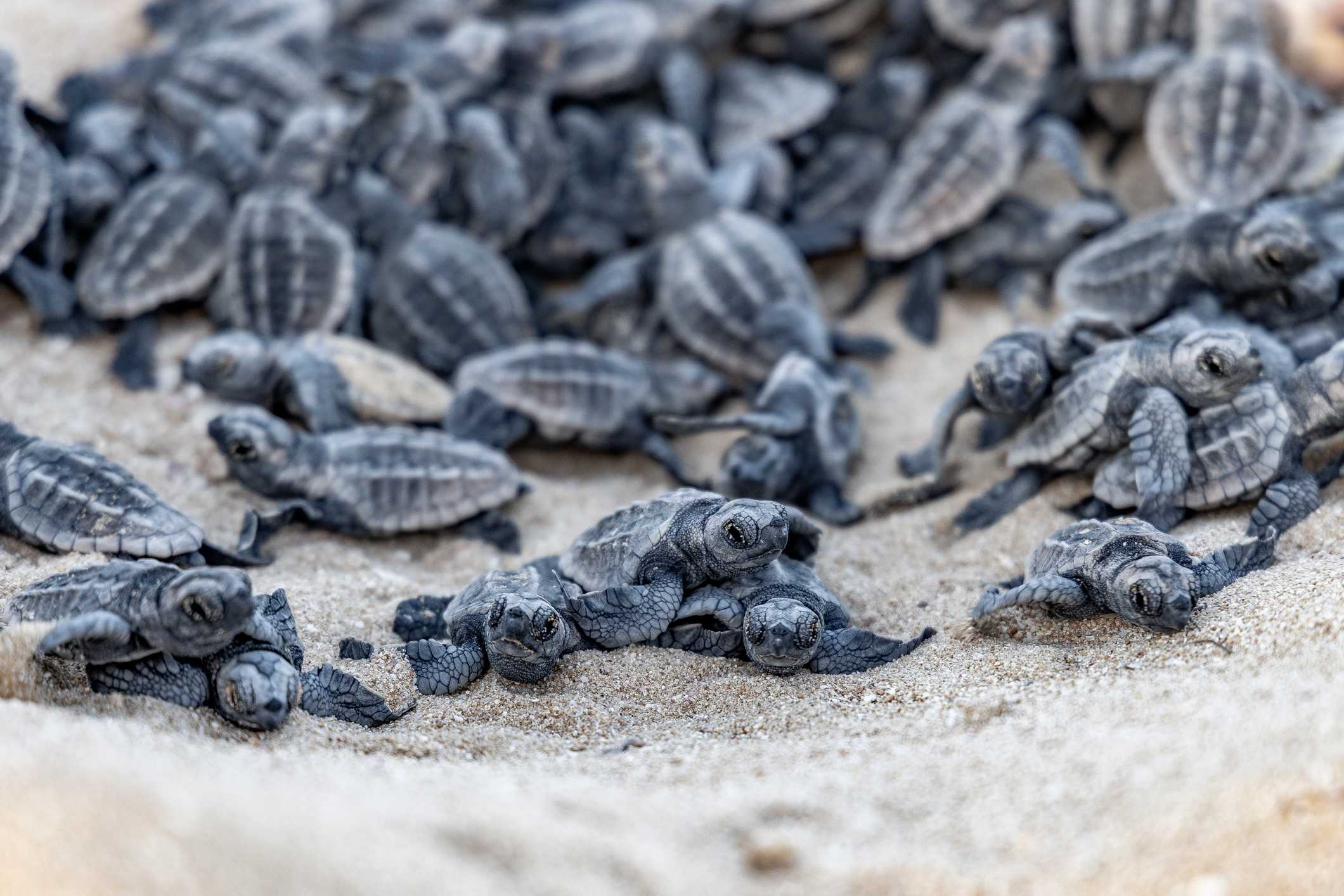Volusia County lifeguards on alert as sea turtle nesting season ends