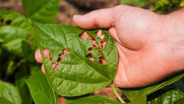 Gardener reveals simple hack to protect veggies from hungry bugs: 'Great idea'