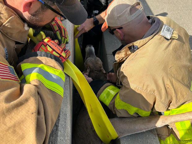 A deer became wedged between concrete barriers October 13, 2025, on Interstate 75 in Auburn Hills, Michigan, resulting in a rescue effort from local authorities. Oakland County Sheriff's Office