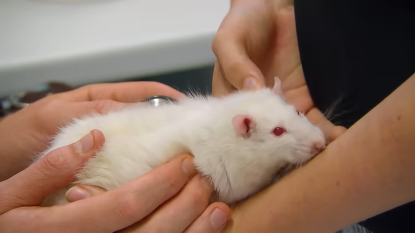 A tiny patient, a big heart: how a vet saved a pet rat’s life