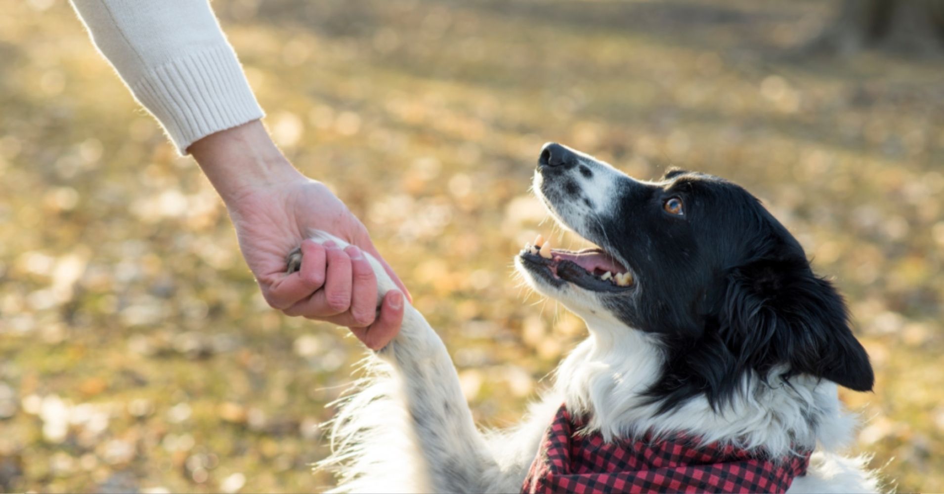 26 Dog Breeds That Build the Deepest Bonds with Their Owners