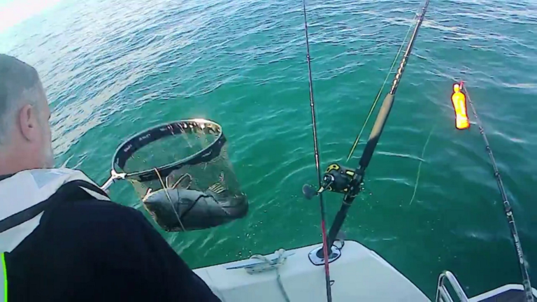 Fisherman catches extremely rare prehistoric fish off UK coast