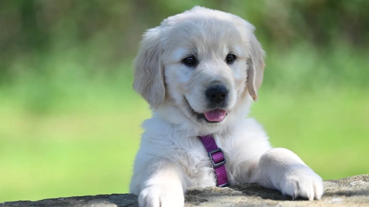 Everything you need to know to take good care of your Golden Retriever ...