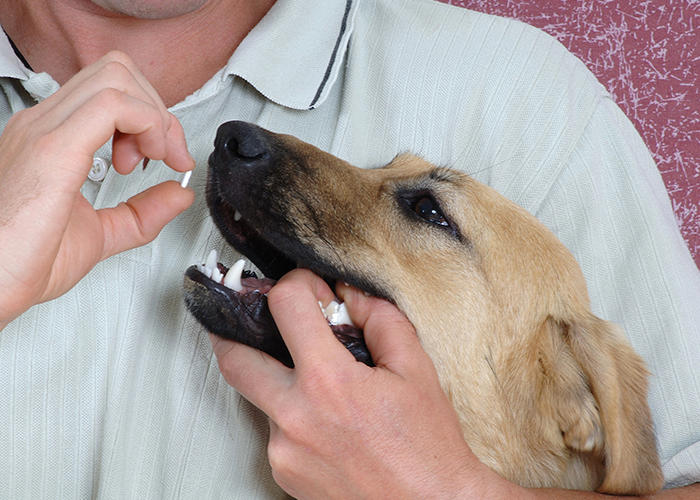 O que você precisa saber antes de dar qualquer comprimido ao seu cão ...