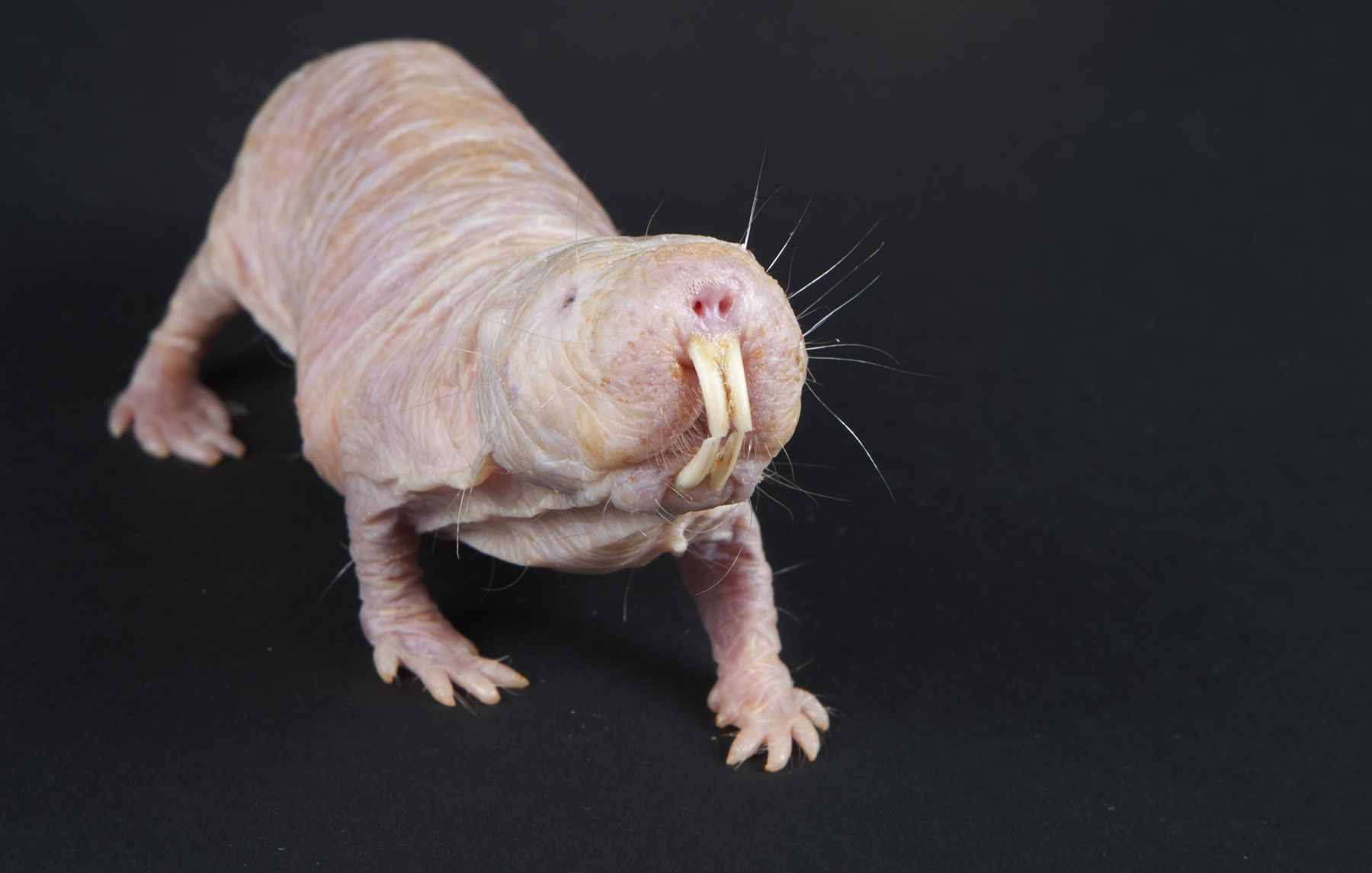 Scientists Explore The Mysterious Lives And Longevity Superpowers Of 