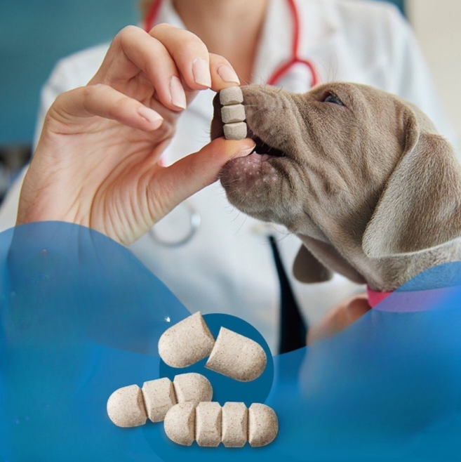O que você precisa saber antes de dar qualquer comprimido ao seu cão ...