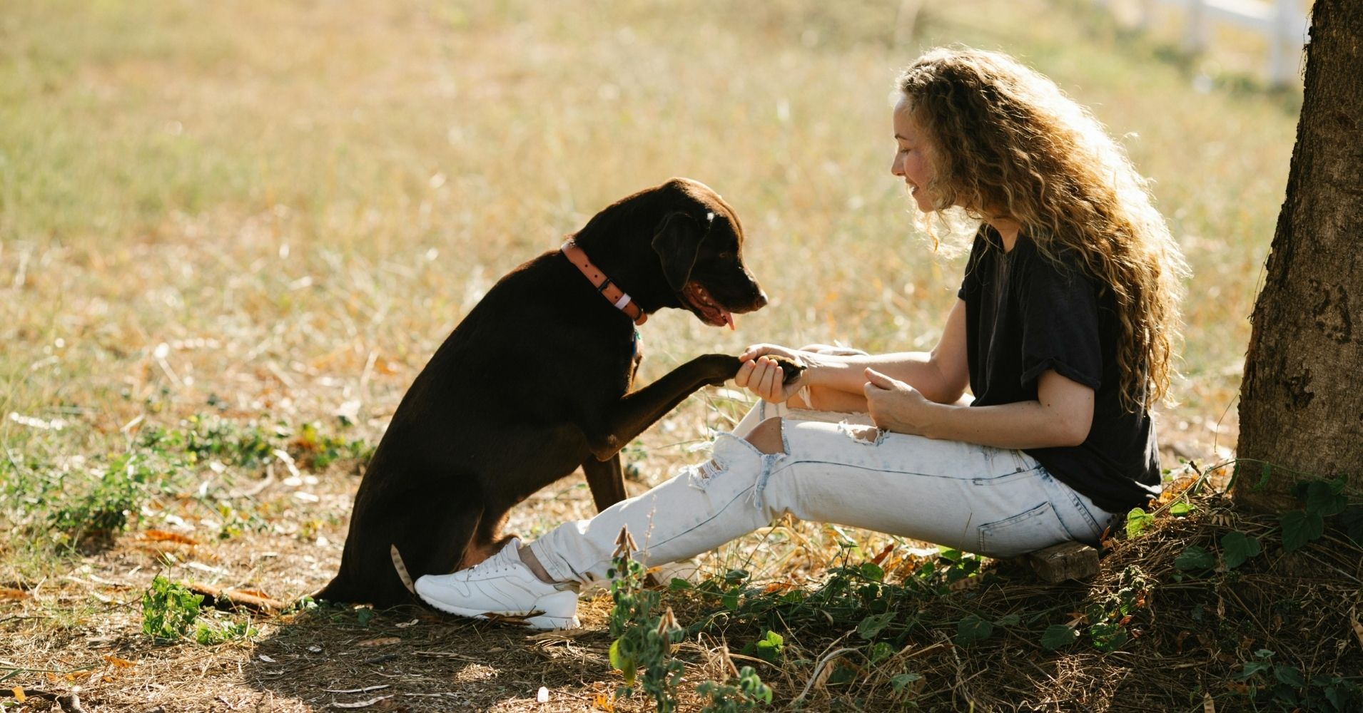 Are the Smartest Dogs Really the Easiest to Train? Experts Weigh In