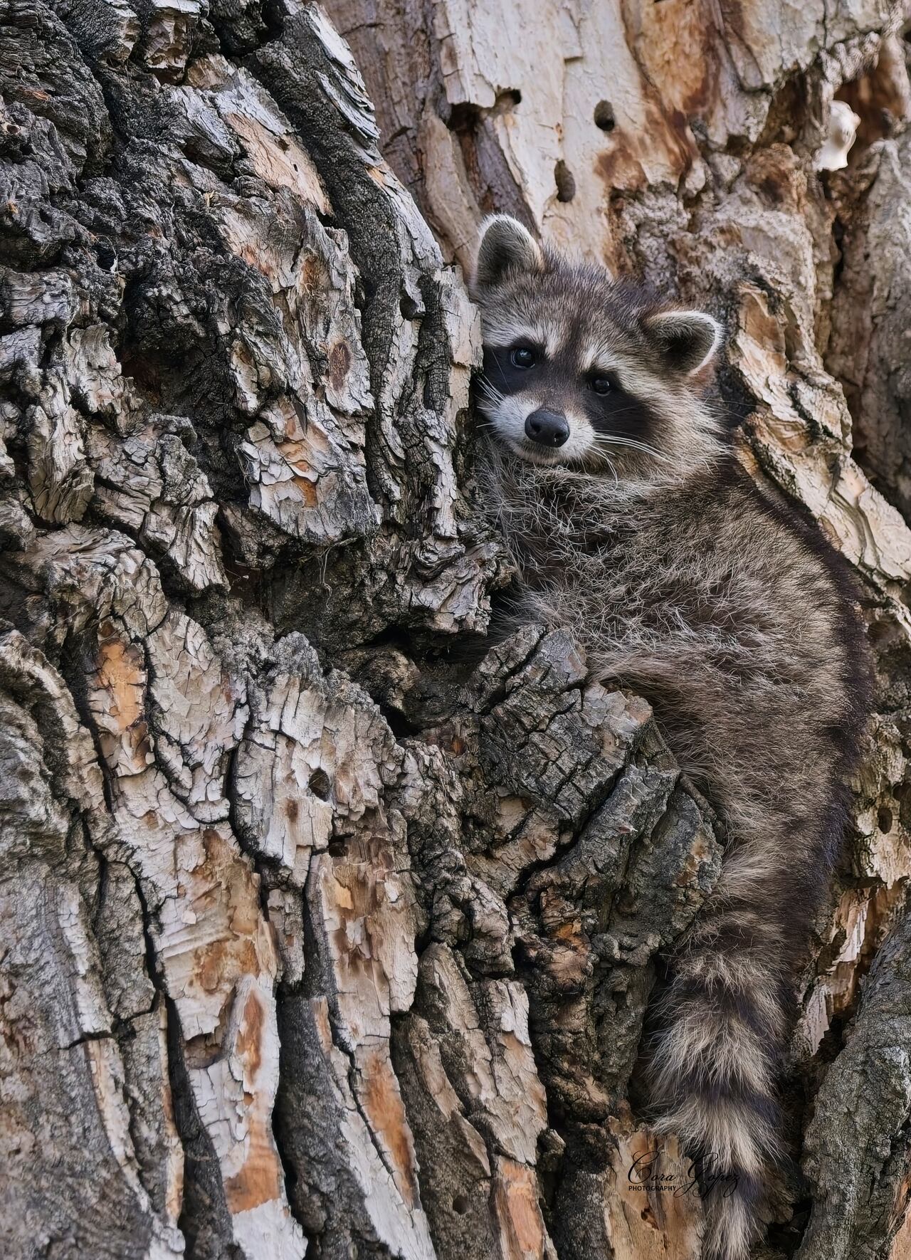 Calgary raccoon numbers could be on the rise, says wildlife biologist