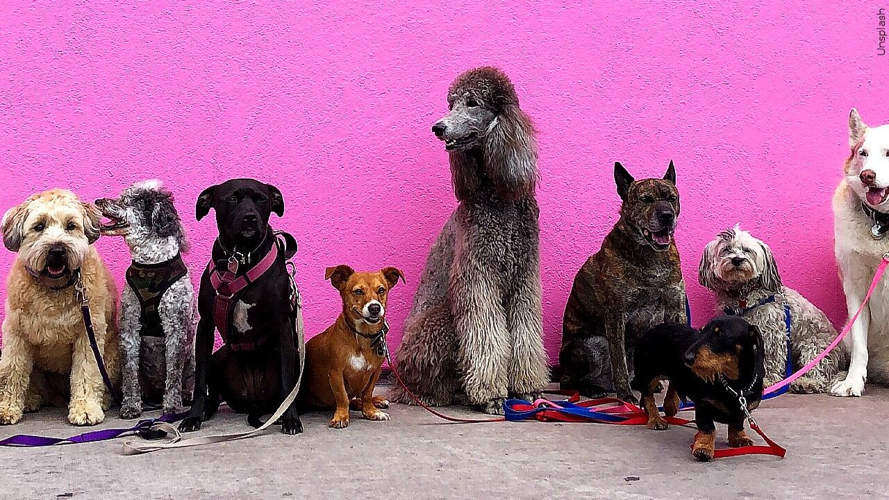 Valley View Elementary reminds families dogs are not allowed on campus