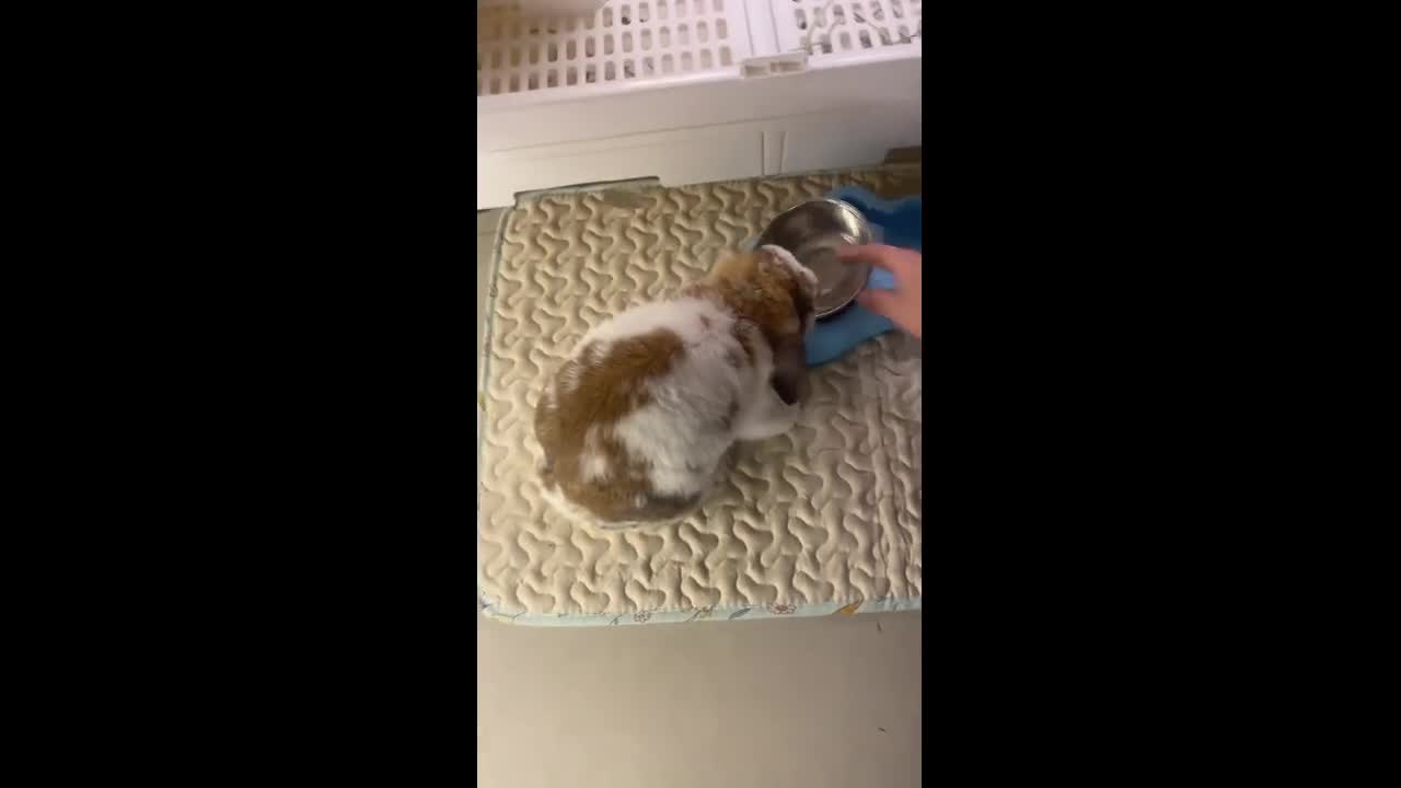 Hungry Holland Lop rabbit keeps tossing its food bowl in Shanxi, China