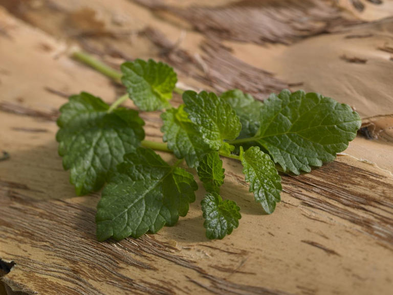 How to harvest herbs for winter cooking—before the cold kills them