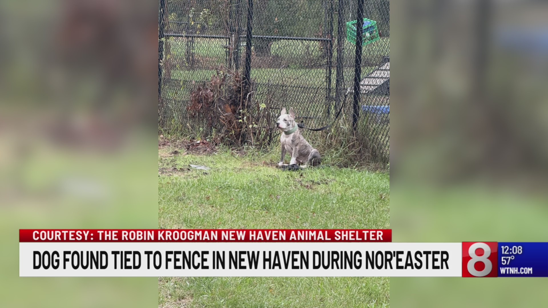 Dog found tied up, abandoned in pouring rain in New Haven