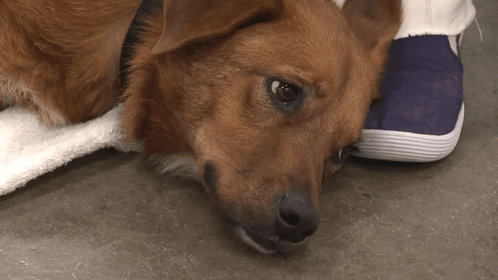 Arkansas inmates find redemption through Paws in Prison program with