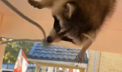 Chubby Raccoon Stuck in Porch Ceiling Rescued by Wildlife Worker