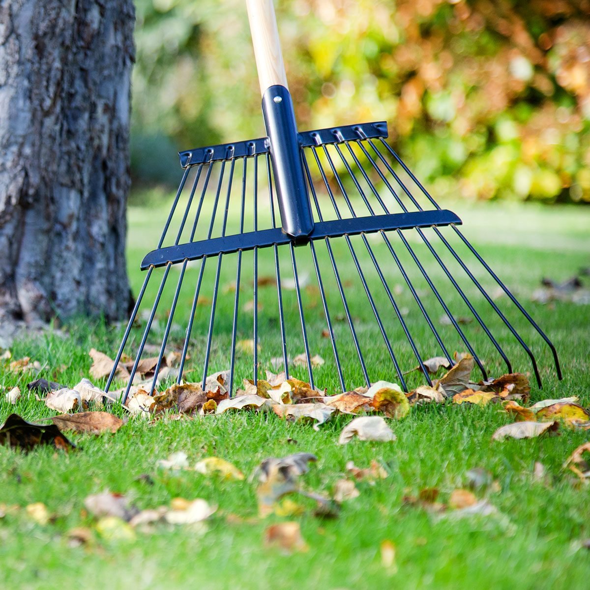 Do You Really Need to Rake Your Leaves? We Asked a LawnCare Expert