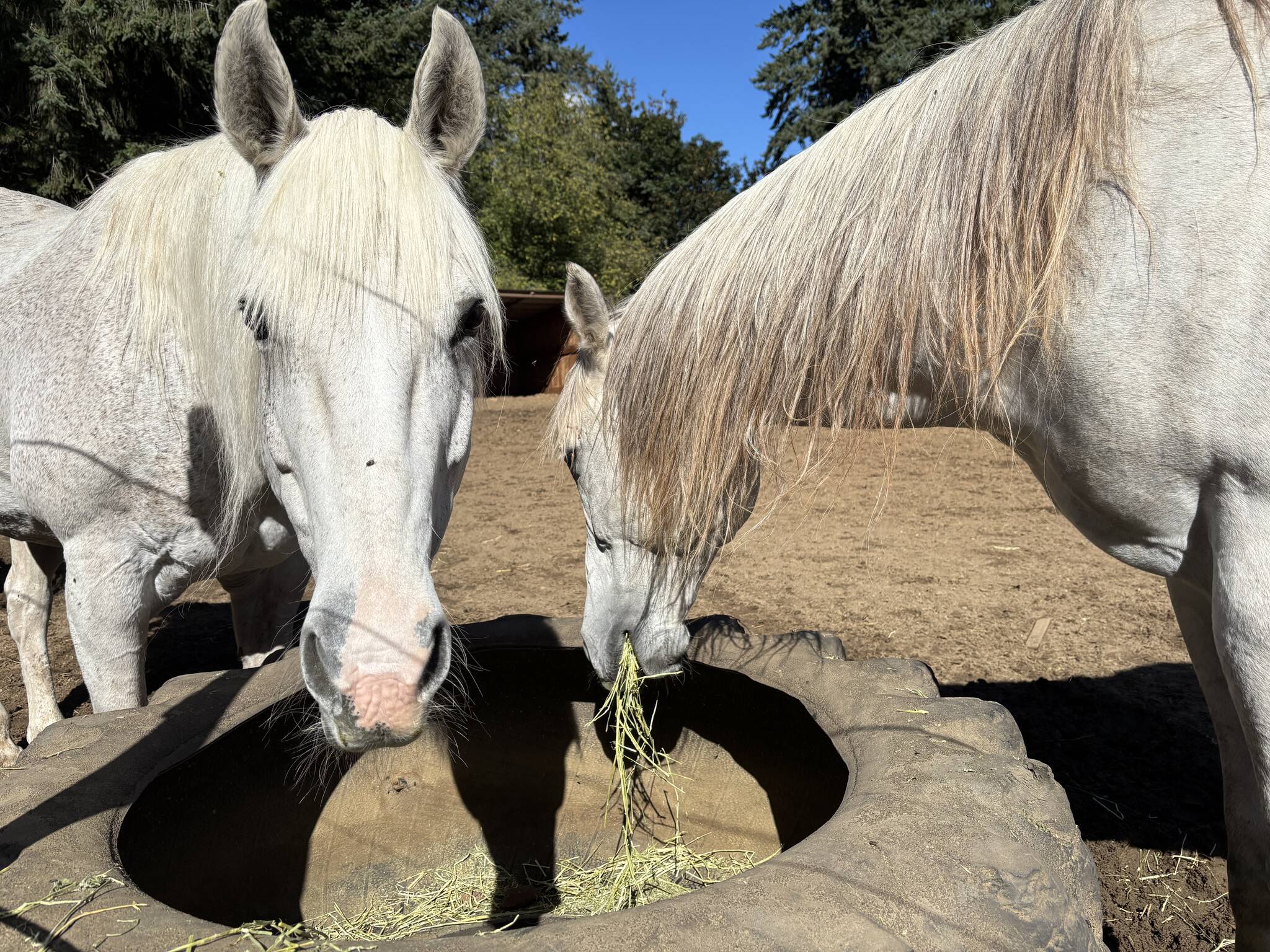 Kitsap County postpones equestrian facility code updates to 2026