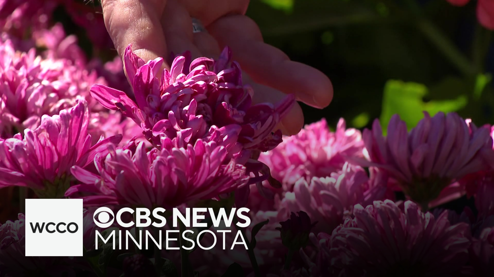 What typically blooms during Minnesota's autumn and why is this season ...