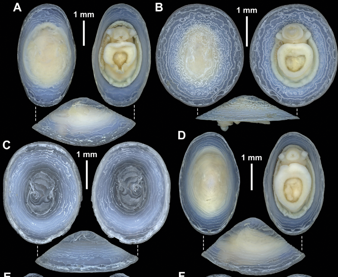 The bluish, translucent shells can change shape based on where the limpet is attached.