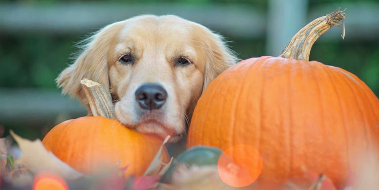 Picture of Can Dogs Eat Pumpkin Seeds? Here's What a Veterinarian Says