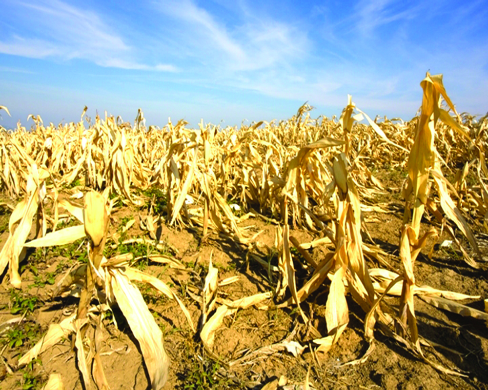 Picture of Feeding the future: Building climate-resilient food systems