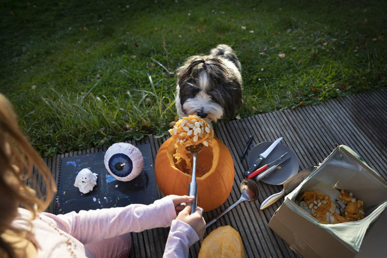 Can Dogs Eat Pumpkin Seeds? Here's What a Veterinarian Says
