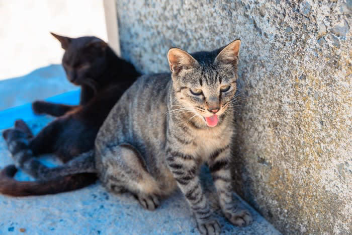 猫の『呼吸が苦しそう』なときに考えられる原因5つ 病気の可能性や対処法まで解説