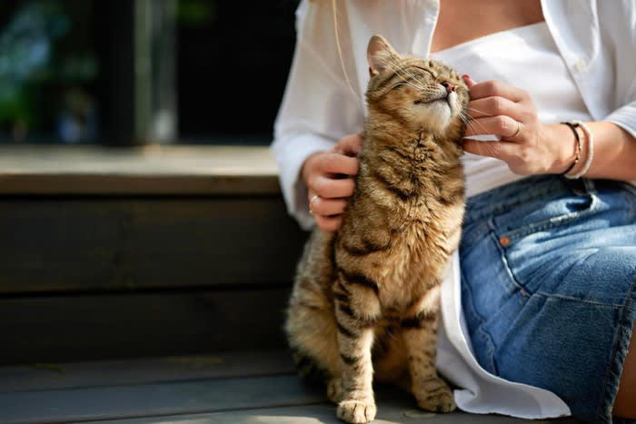 猫の『呼吸が苦しそう』なときに考えられる原因5つ 病気の可能性や対処法まで解説