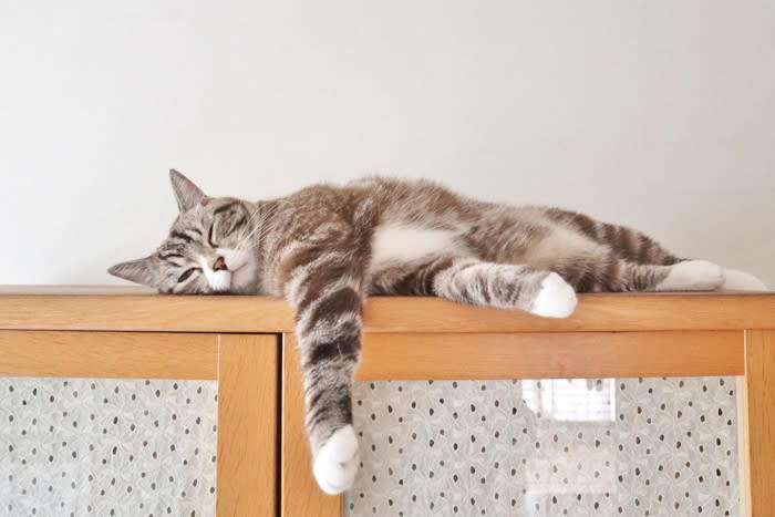 猫の『呼吸が苦しそう』なときに考えられる原因5つ 病気の可能性や対処法まで解説