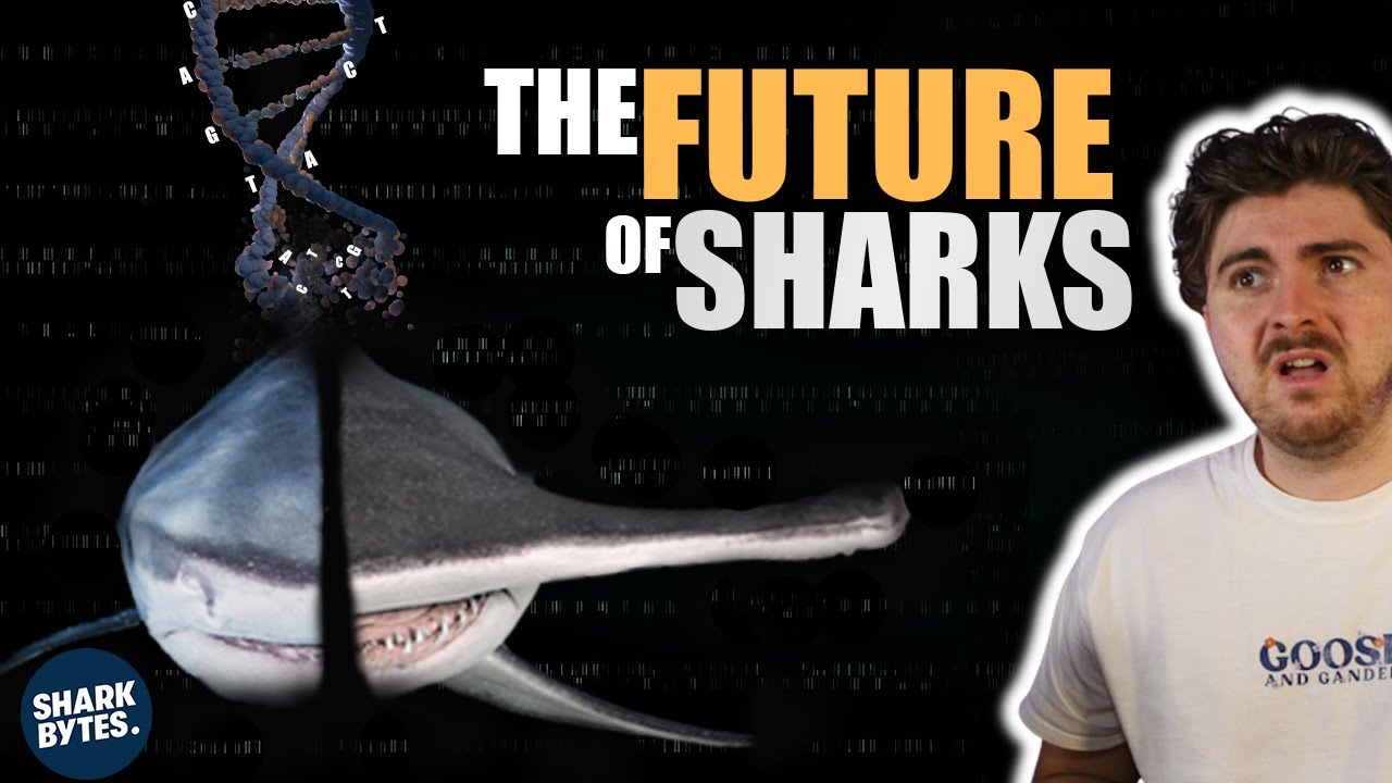 Hybrid sharks - a glimpse into the future of evolution