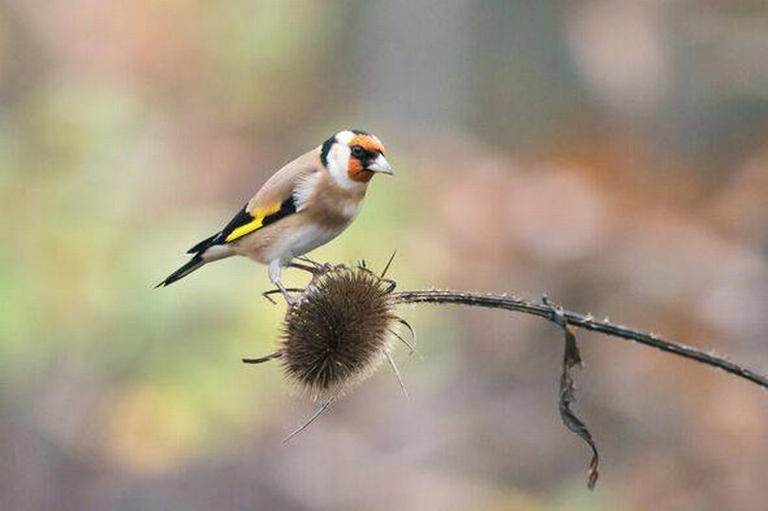 Goldfinches flock to your garden if you add one thing