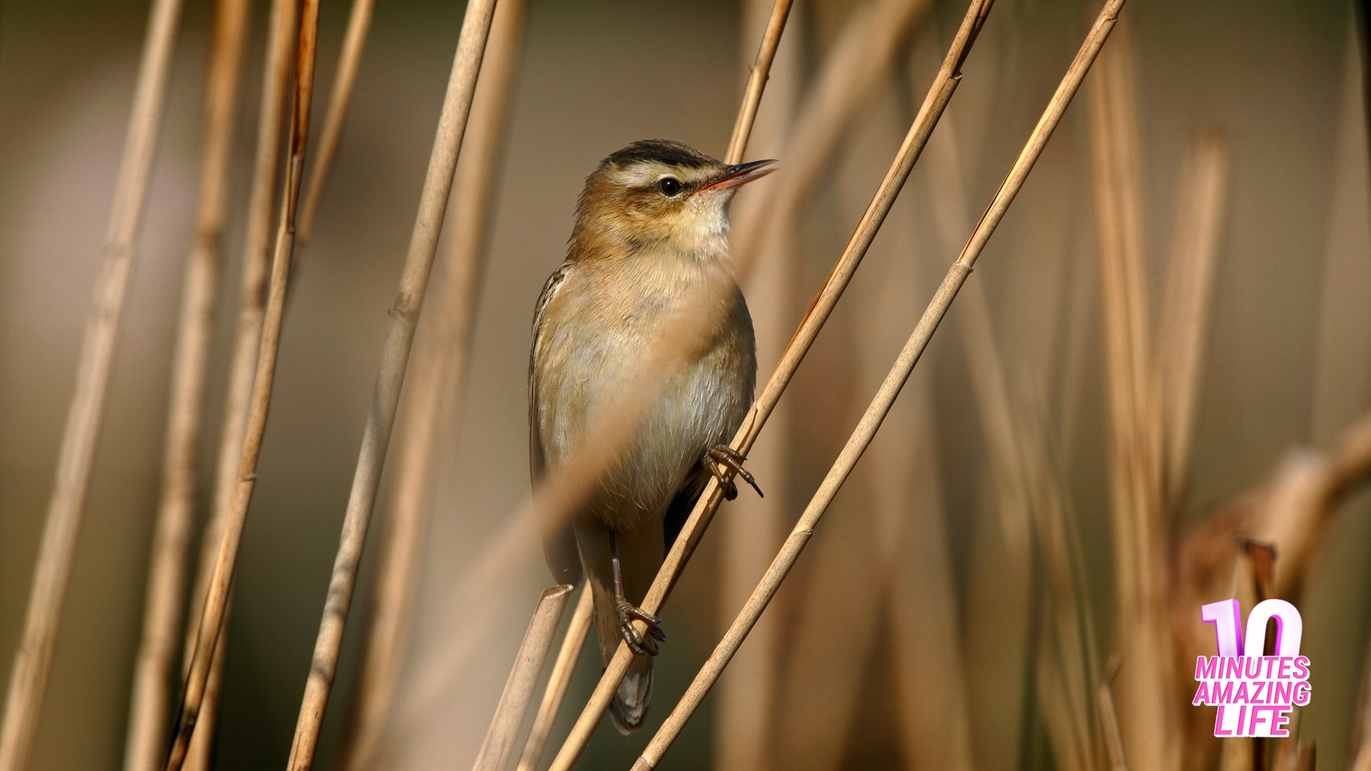 Rietzanger Zingend Tussen het Riet