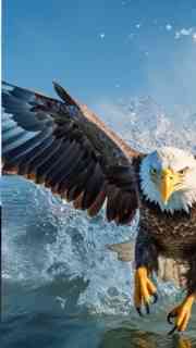 Bald Eagle Facts Majestic Bird Of Prey With Misleading Name