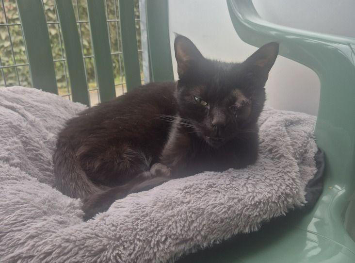 Cat crisis: Urgent Adoptober plea as record 1,700 cats in RSPCA ...