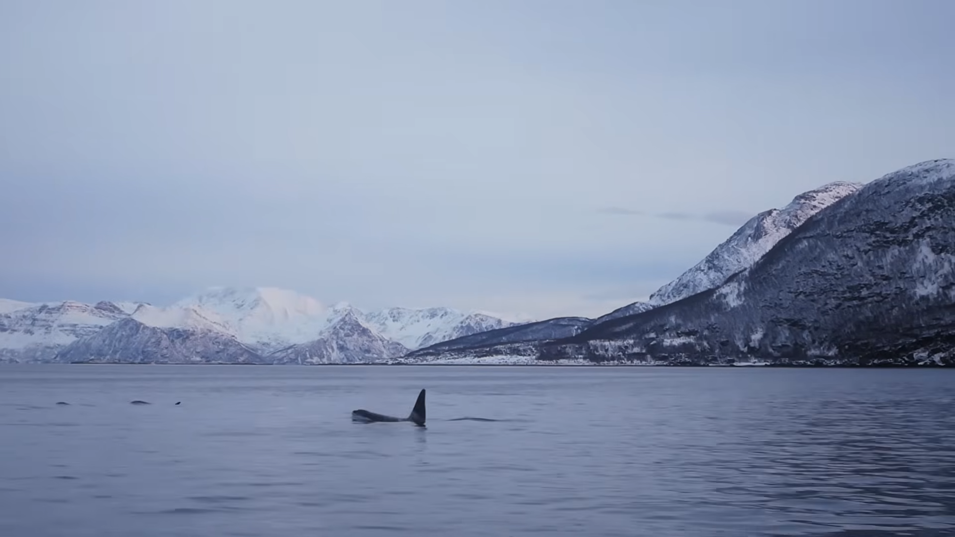 The Arctic Adventure Where Orcas and Humpbacks Surround the Boat