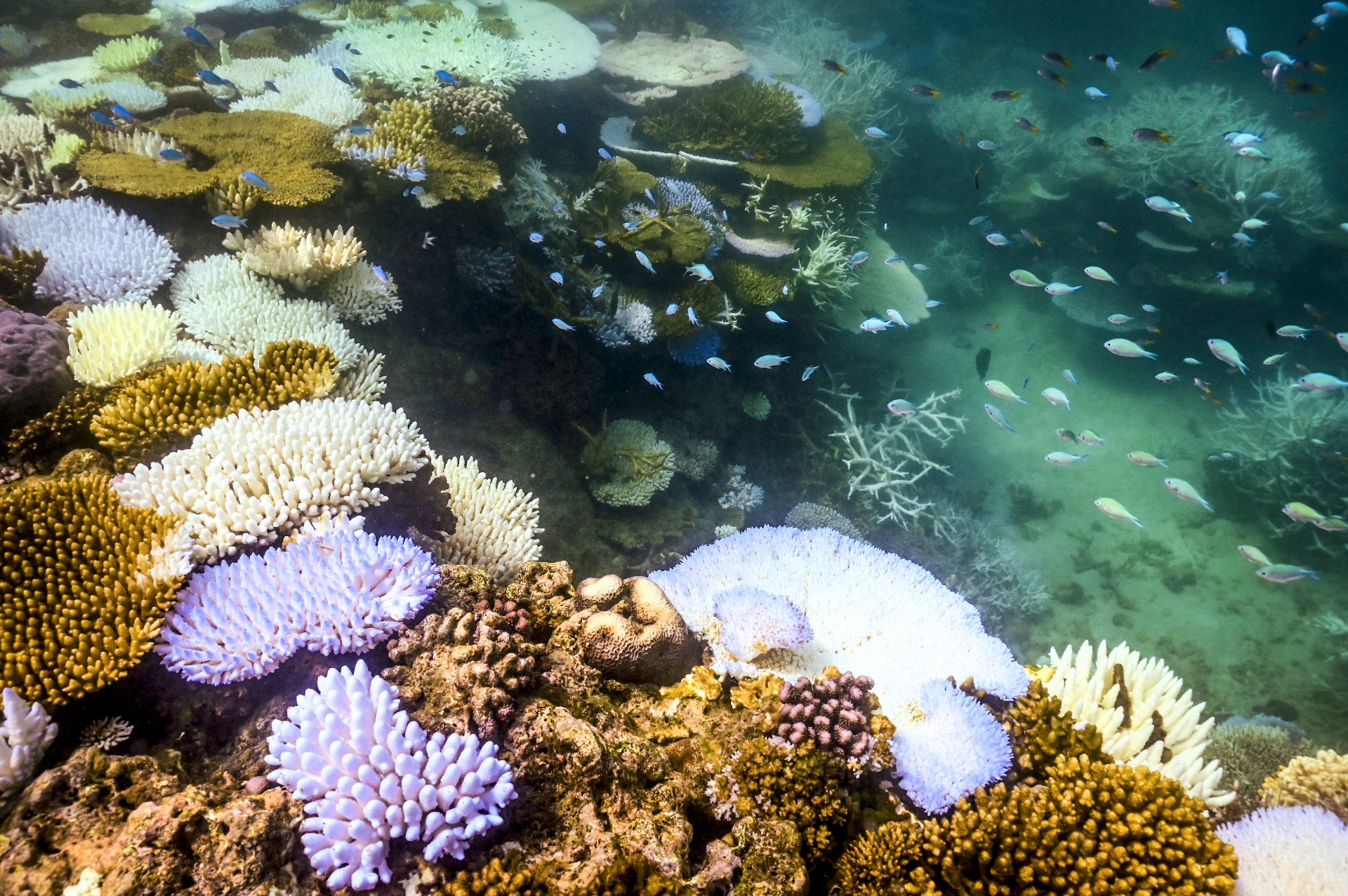 Earth reaches first ‘catastrophic climate tipping point,’ report finds