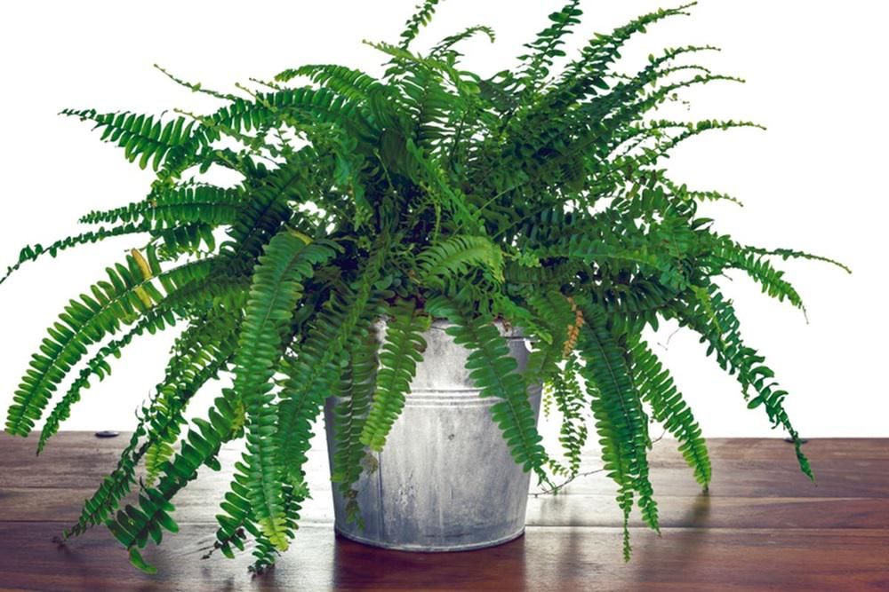 10 Tanaman Penyerap Suhu Panas Rumah Bikin Adem, Nggak Perlu AC Lagi! 3 AA1OvRyc