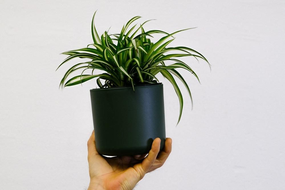 10 Tanaman Penyerap Suhu Panas Rumah Bikin Adem, Nggak Perlu AC Lagi! 5 AA1OvUkV