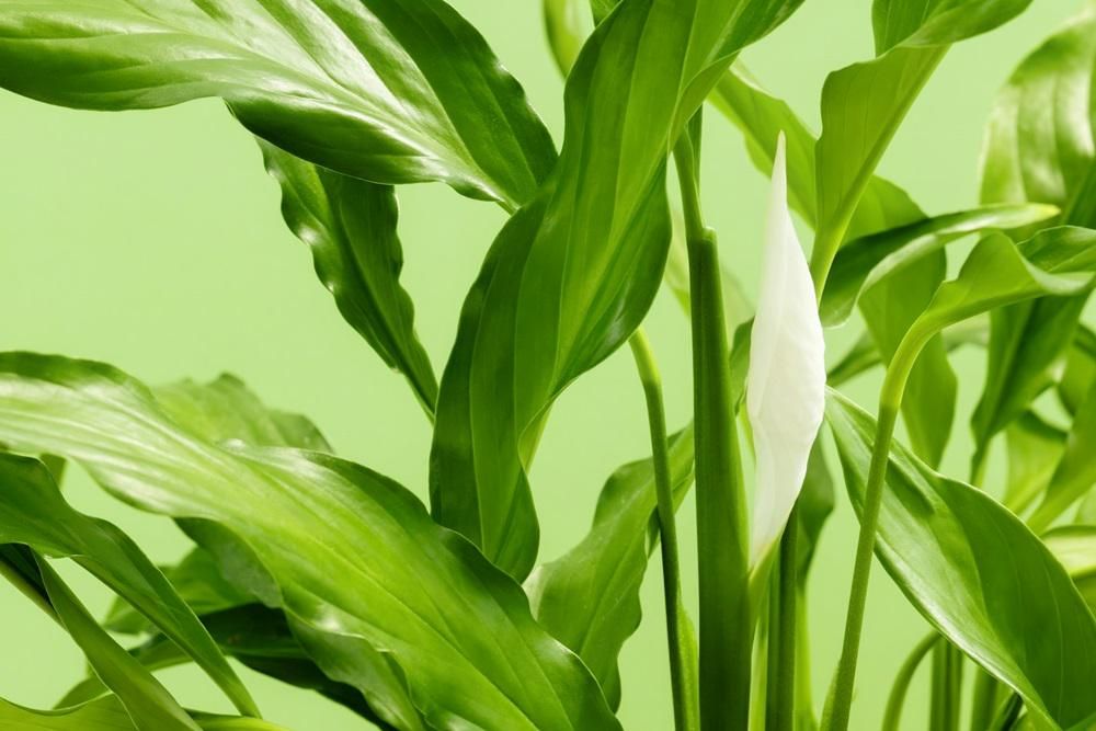 10 Tanaman Penyerap Suhu Panas Rumah Bikin Adem, Nggak Perlu AC Lagi! 8 AA1OvUl4