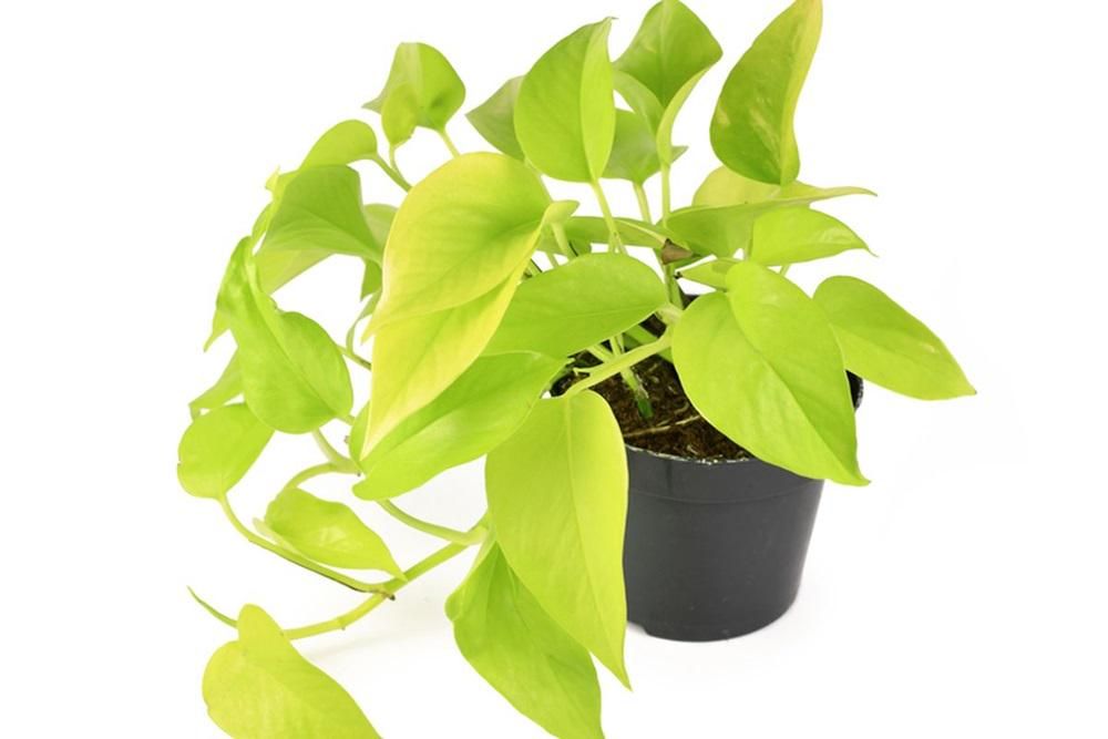 10 Tanaman Penyerap Suhu Panas Rumah Bikin Adem, Nggak Perlu AC Lagi! 6 AA1OvYVD