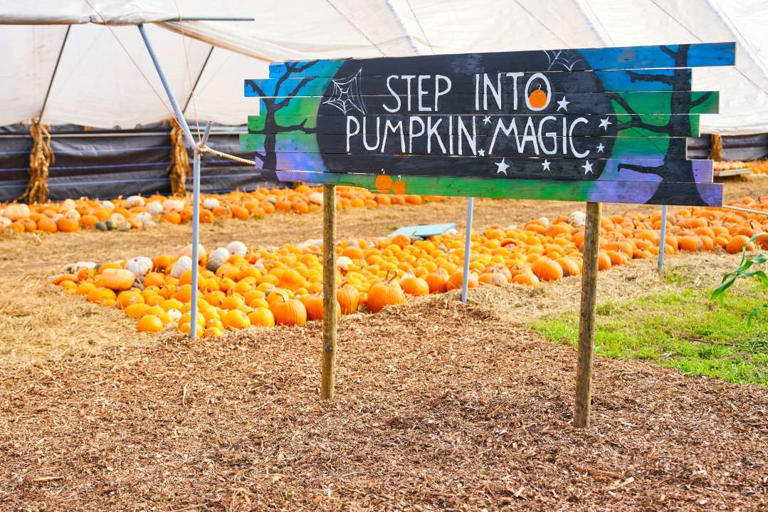 The UK's 10 best pumpkin patches for your family-friendly festival fun ...