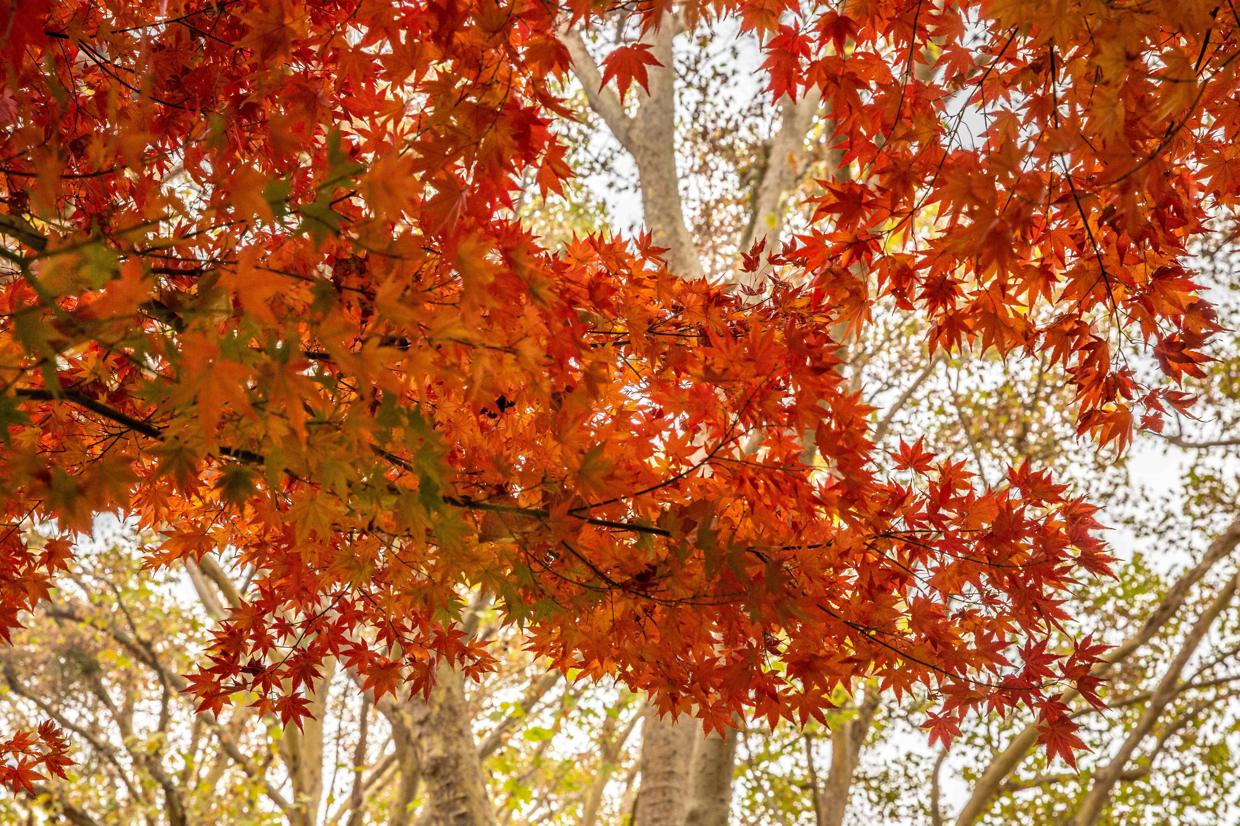 The Best Time To Plant Maple Trees
