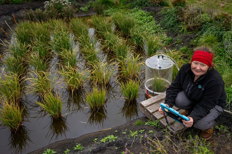 UK's first rice crop harvested in Cambridgeshire after record-breaking ...