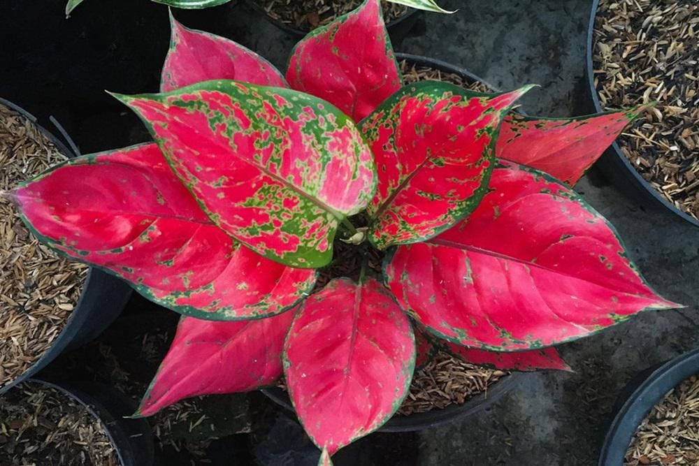 10 Tanaman Penyerap Suhu Panas Rumah Bikin Adem, Nggak Perlu AC Lagi! 4 AA1Ow41j